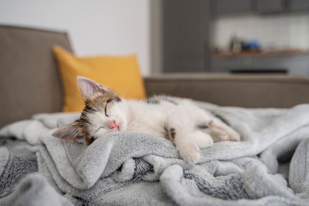 Cute cat spending time indoors