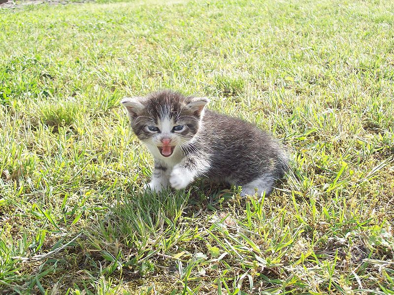 800px-Kitten_(04)_by_Ron.jpg