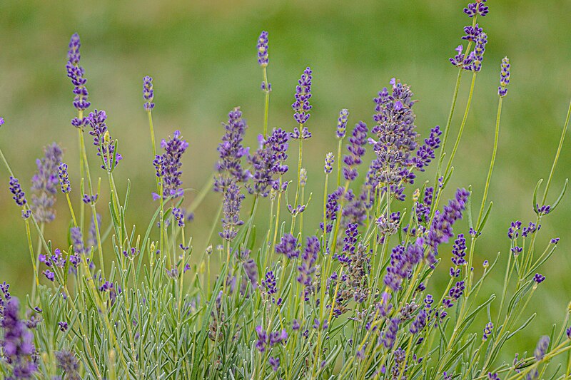 Lavender_flowers_in_Tihany,_Hungary.jpg