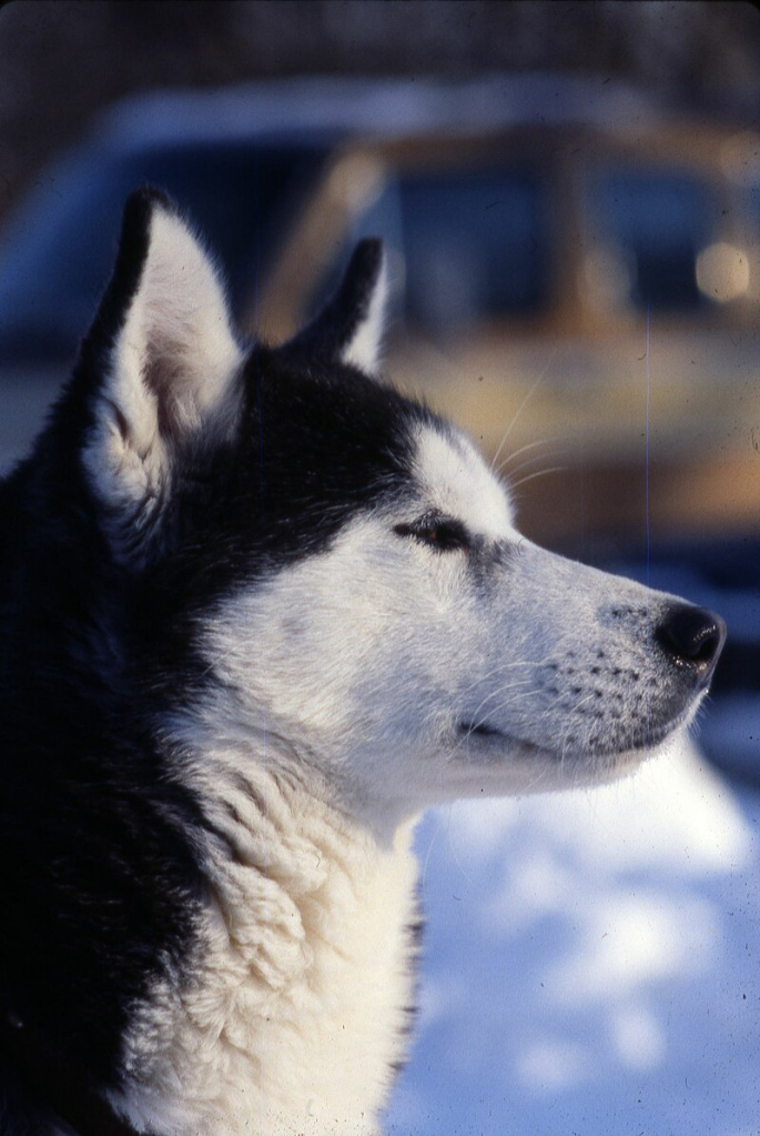 Dog_at_Columbus_Zoo_-_DPLA_-_4ecc942fcc02a7981aed394ead340bc1.jpg Dog_at_Columbus_Zoo_-_DPLA_-_4ecc942fcc02a7981aed394ead340bc1.jpg