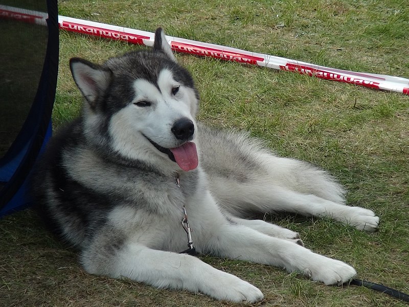 Dog_show_in_Druskininkai.jpg