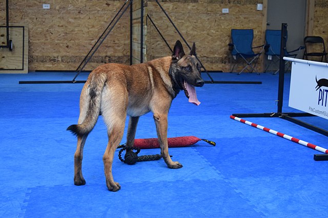 640px-Steve_Powell_Dog_Training_Space.jpg
