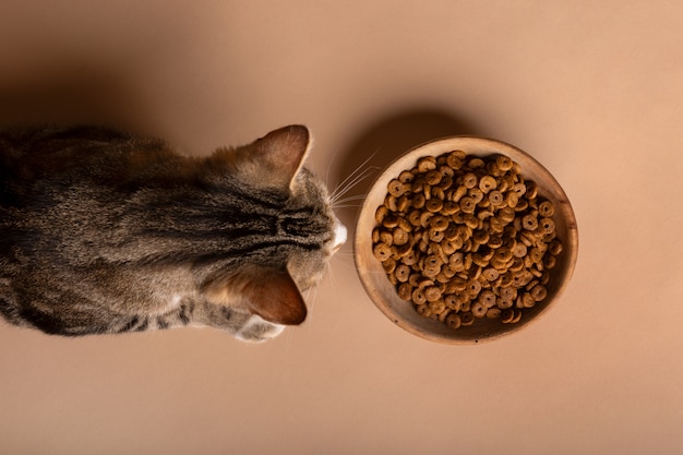 View of cat eating food from a bowl