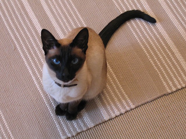 Siamese_cat_sitting.jpg