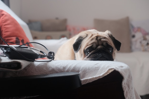 Cute little Pug resting its head on a white towel on the sofa