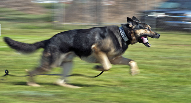 Military_working_dog_training_exercises_130410-N-WF272-096.jpg