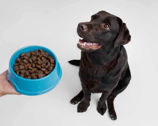 High angle hand holding dog food bowl