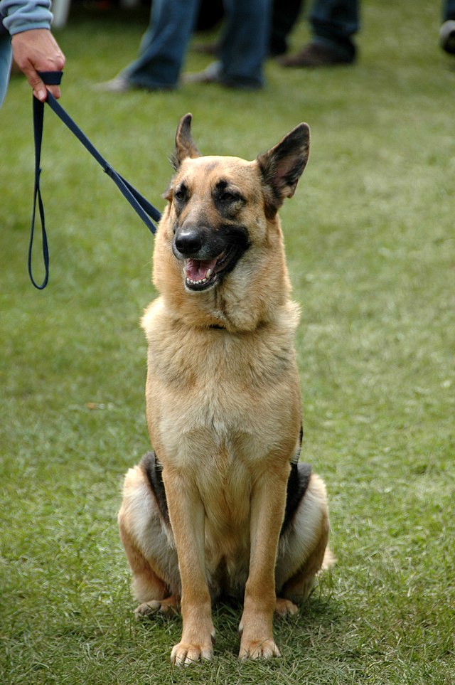 German_Shepherd_Dog_sitting_leash.jpg