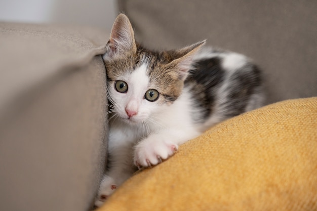 Cute cat spending time indoors