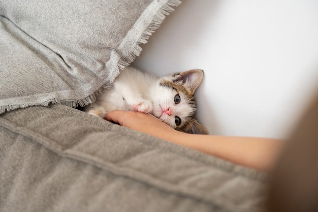 Cute cat spending time indoors