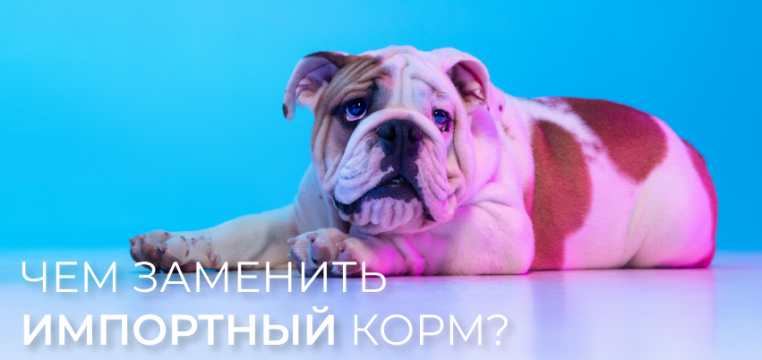 Чем заменить импортный корм для собак?