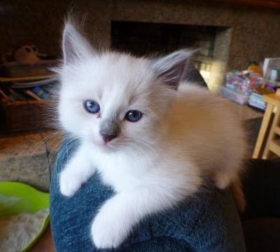 Клички для котят-мальчиков