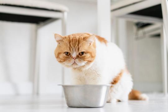 Таурин для кошек