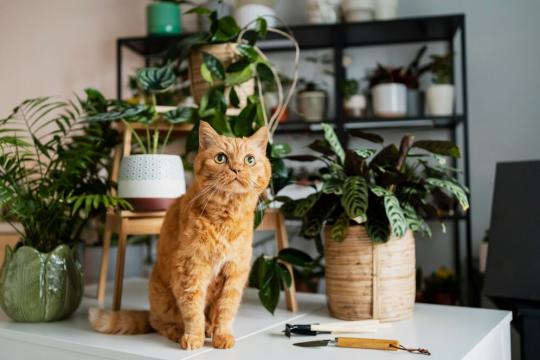 Как отучить кошку портить домашние растения