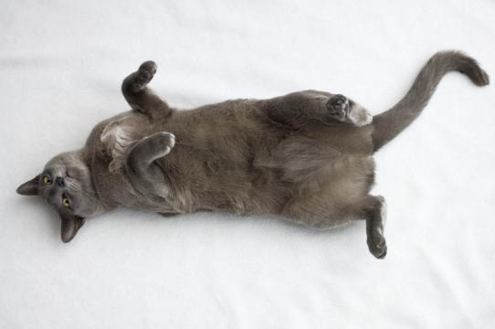 Есть ли у котов и кошек пупок?