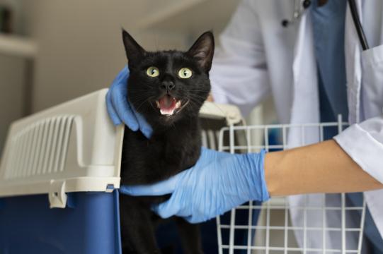 Нарушение координации у кошек