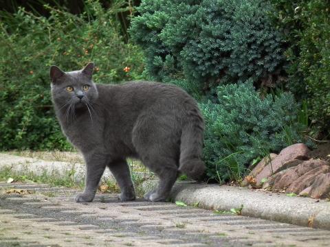 Скорость кошки: от природной эволюции до домашних любимцев