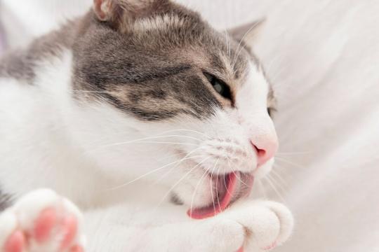 Почему кошка постоянно облизывается