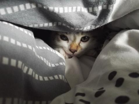 Почему кошка прячется в труднодоступные места