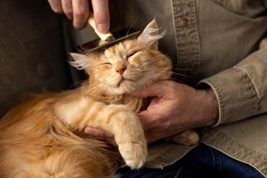 Почему кошки трутся и бодаются головой: Понимание кошачьих жестов