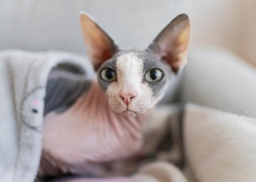 Нужно ли чистить уши кошке?