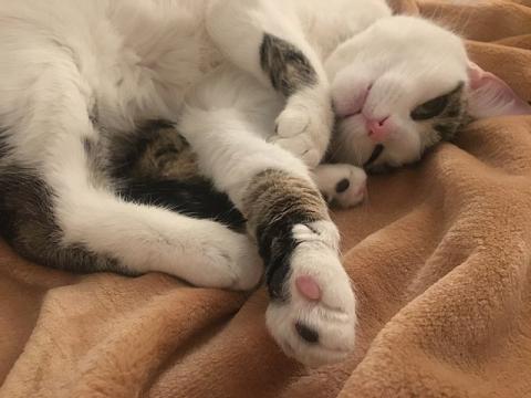 Насадки на когти кошек