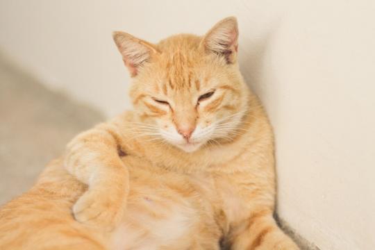 Почему кошки мяукают