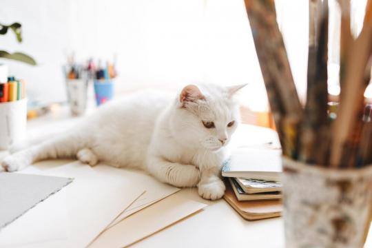 Как отучить кошку лазить по столу