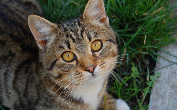 Ушной клещ у кошки