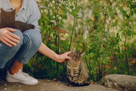 Почему кошки умываются