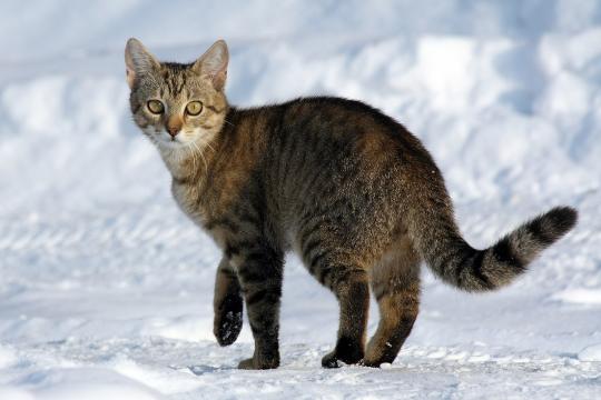 Могут ли кошки улыбаться?