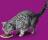 Whiskas влажный корм для кошек желе с кроликом