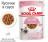 Royal Canin влажный корм для котят всех пород, в соусе