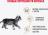 Royal Canin влажный корм для котят породы Мэйн Кун, кусочки в соусе
