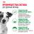 Royal Canin Mini Adult сухой корм для собак мелких пород