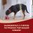Сухой корм Purina ONE® для взрослых собак средних и крупных пород, с высоким содержанием говядины и с рисом