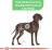 Royal Canin корм для взрослых собак крупных пород с чувствительным пищеварением