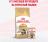 Royal Canin влажный корм для котят породы Мэйн Кун, кусочки в соусе