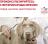 Royal Canin Diabetic лечебный корм для собак при сахарном диабете