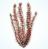 Tetra Растение аквариумное Red Foxtail 30см