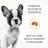 Royal Canin French Bulldog Puppy корм для щенков породы Французский Бульдог до 12 месяцев