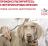 Royal Canin Gastro Intestinal Junior лечебный корм для щенков при нарушениях пищеварения