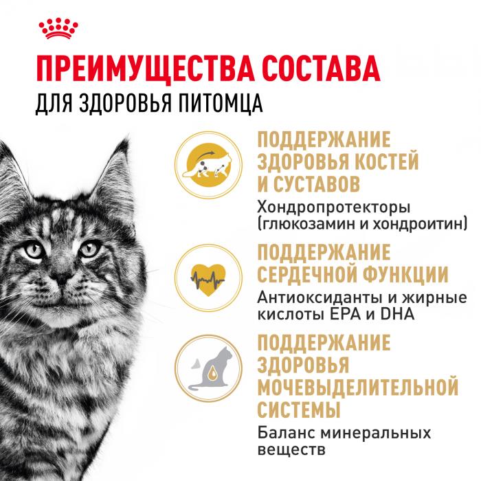 Royal Canin Maine Coon Adult сухой корм для крупных кошек породы мейн-кун