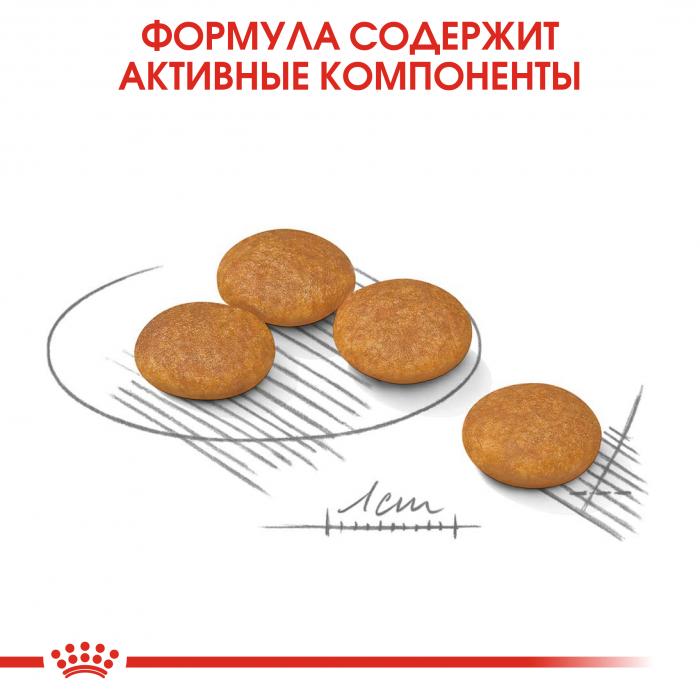 Royal Canin Mini Dermacomfort сухой корм для собак мелких пород с раздраженной и зудящей кожей