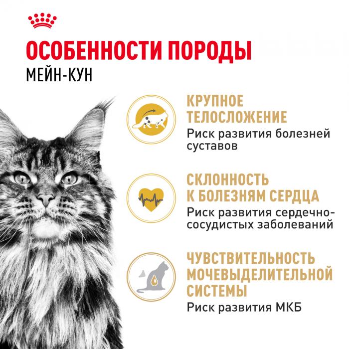 Royal Canin Maine Coon Adult сухой корм для крупных кошек породы мейн-кун
