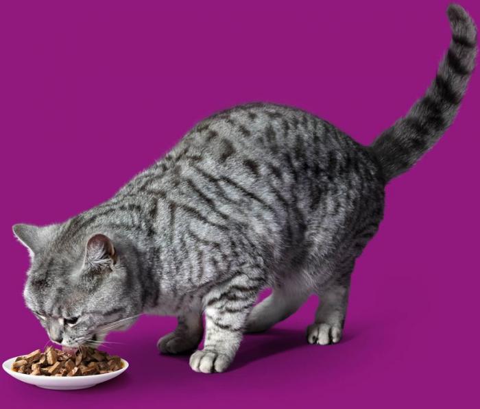 Whiskas влажный корм для кошек старше 7 лет рагу с курицей