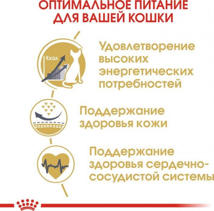 Royal Canin корм для взрослой кошки породы Сфинкс