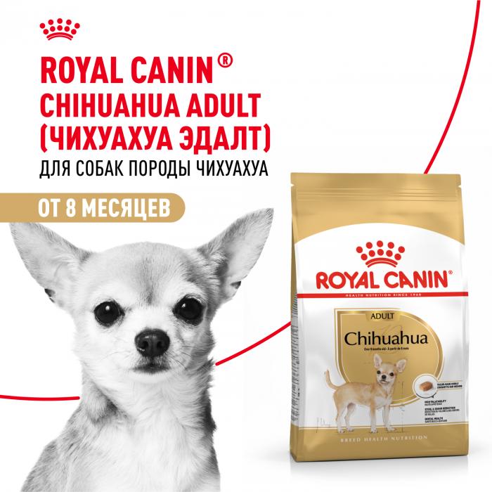 Royal Canin Chihuahua сухой корм для собак породы чихуахуа старше 8 месяцев