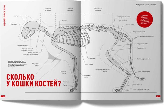 Royal Canin Ваша кошка: кто она? книга о кошках