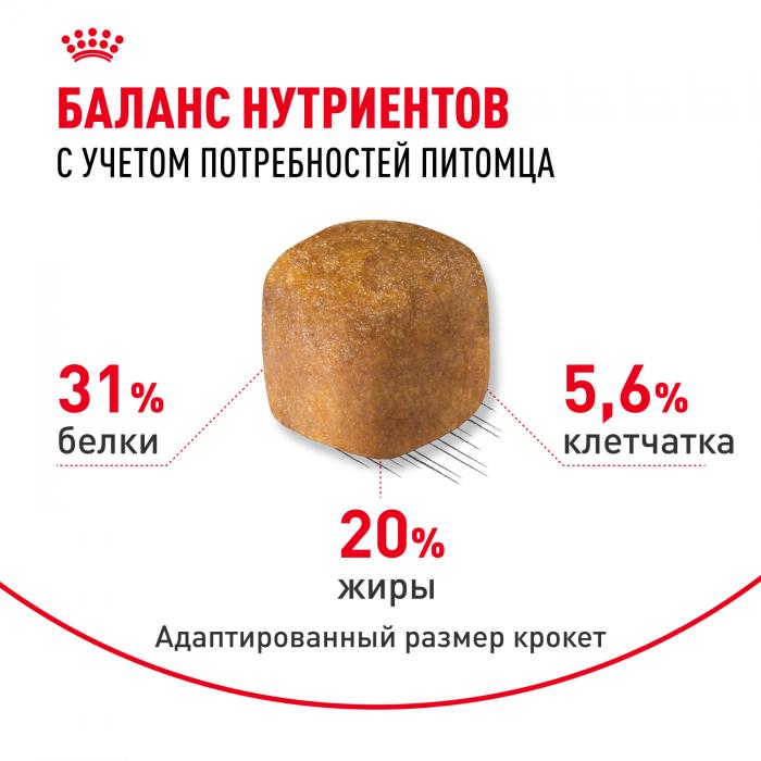 Royal Canin Maine Coon Adult сухой корм для крупных кошек породы мейн-кун